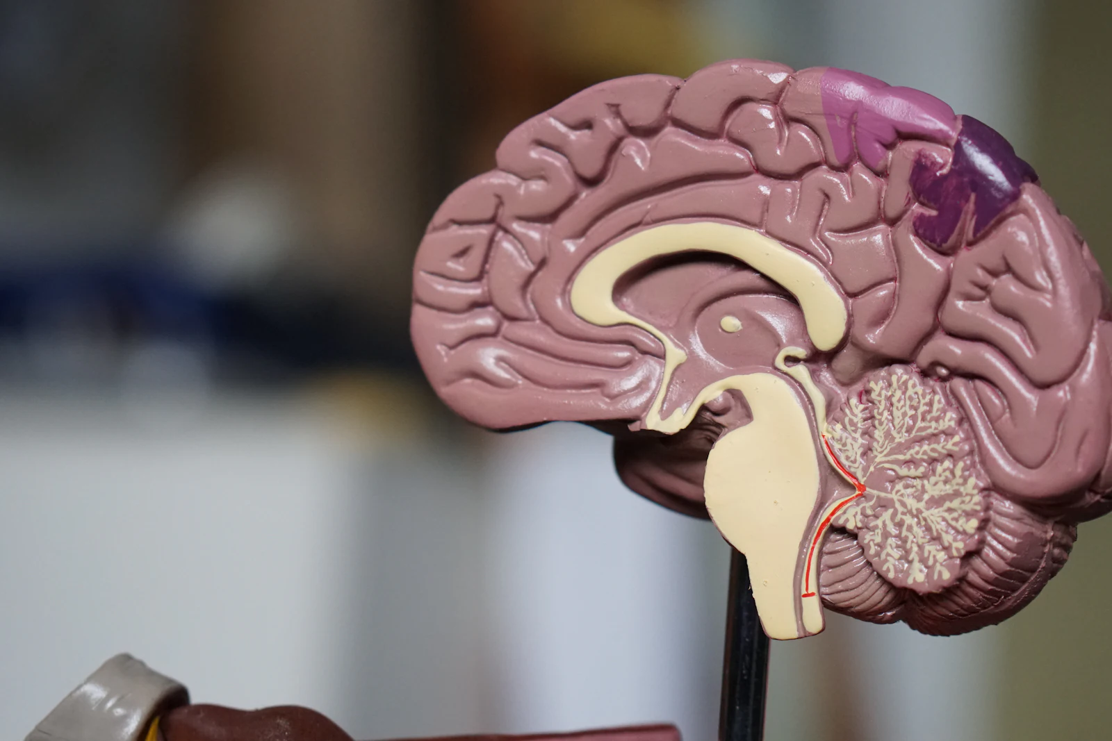 Anatomical model of the human brain shown in cross-section