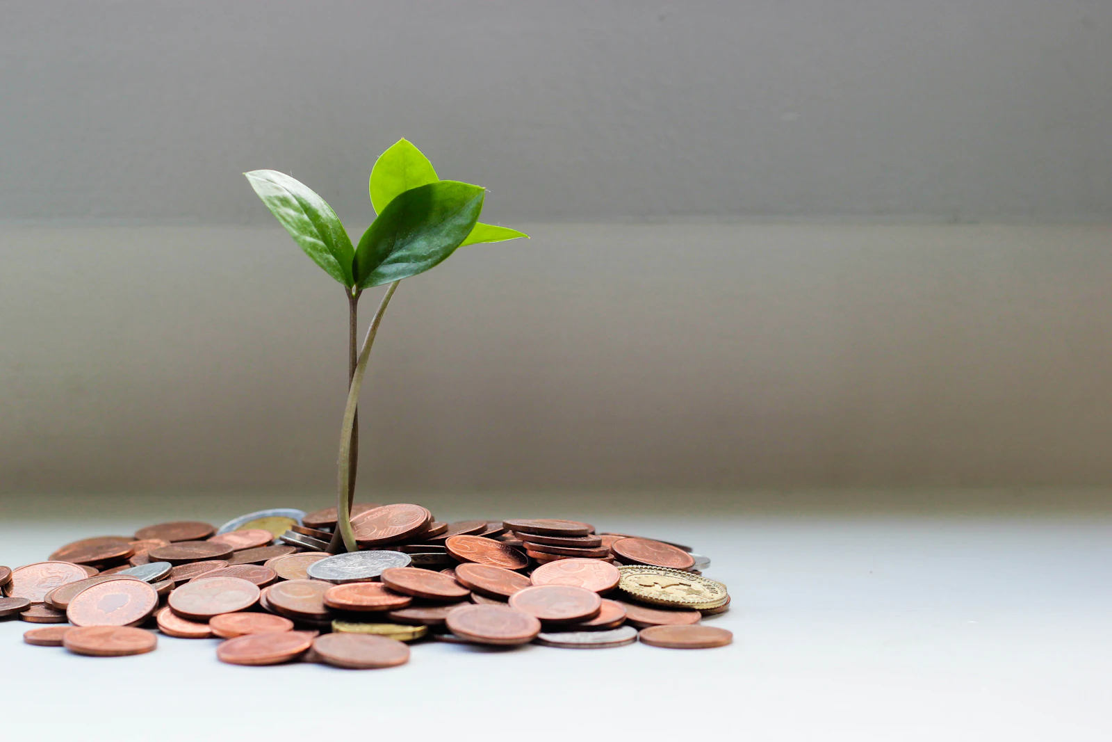 A green seedling sprouting from a pile of coins